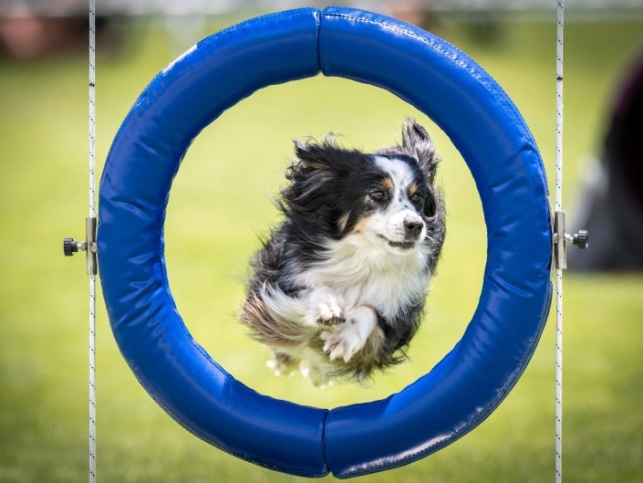 Grand Prix de France Agility